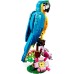 Конструктор LEGO Creator Экзотический попугай (31136) title=