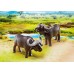 Playmobil 6944 - Буйволи - фігурки Плеймобіл Wild Life title=