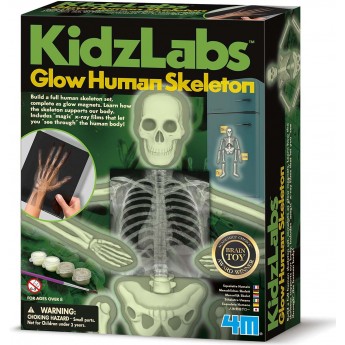 Дитячий набір 4M KidzLabs Вивчаємо скелет людини (00-03375)