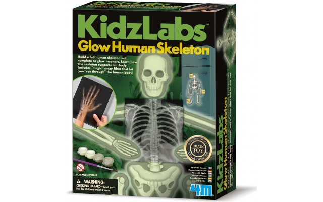 Детский набор 4M KidzLabs Изучаем скелет человека (00-03375)