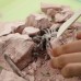 Дитячий набір для розкопок 4M KidzLabs Комахи (00-03397) title=