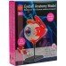 Обучающая модель глазного яблока Edu-Toys сборная 14 см, 35 эл. (SK007) title=