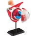 Обучающая модель глазного яблока Edu-Toys сборная 14 см, 35 эл. (SK007) title=