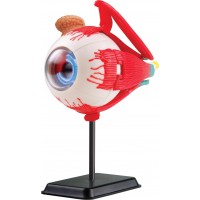 Обучающая модель глазного яблока Edu-Toys сборная 14 см, 35 эл. (SK007)