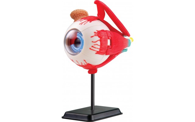 Обучающая модель глазного яблока Edu-Toys сборная 14 см, 35 эл. (SK007)