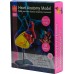 Навчальна модель серця Edu-Toys збірна 14 см, 31 елемент (SK009) title=