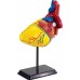 Навчальна модель серця Edu-Toys збірна 14 см, 31 елемент (SK009) title=