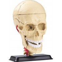 Обучающая модель черепа с нервами Edu-Toys сборная 9 см (SK010)