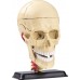 Обучающая модель черепа с нервами Edu-Toys сборная 9 см (SK010) title=