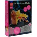 Обучающая модель анатомии уха Edu-Toys сборная 7.7 см, 14 эл. (SK012) title=