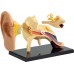 Обучающая модель анатомии уха Edu-Toys сборная 7.7 см, 14 эл. (SK012) title=