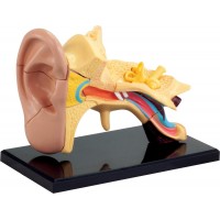 Обучающая модель анатомии уха Edu-Toys сборная 7.7 см, 14 эл. (SK012)