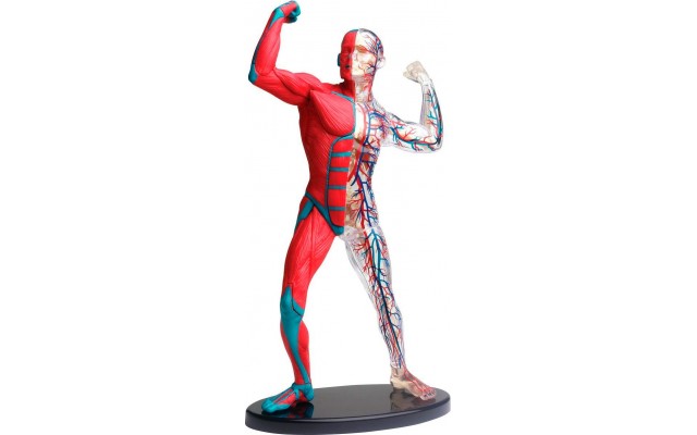 Навчальна модель м'язів і скелета людини Edu-Toys збірна 19 см, 38 ел. (SK056)