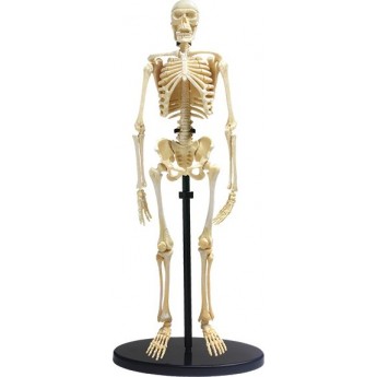 Навчальна модель скелета людини Edu-Toys збірна 24 см, 37 ел. (SK057)