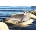 Фігурка Schleich Тюлень Шляйх (14702) title=