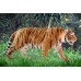 Фігурка Schleich Тигр Шляйх (14729) title=