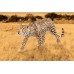 Фігурка Schleich Леопард Шляйх (14748) title=