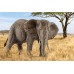 Фігурка Schleich Африканська слониха (вид 2) Шляйх (14761) title=