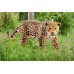Фігурка Schleich Ягуар (вид 2) Шляйх (14769) title=