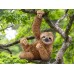 Фігурка Schleich лінивець (14793) title=